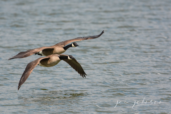 Canadian Geese In Flight 050220162249