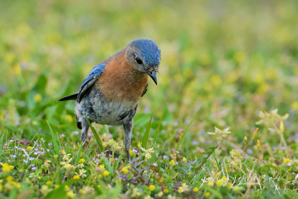 Female Eastern Bluebird In The Grass 050220162127