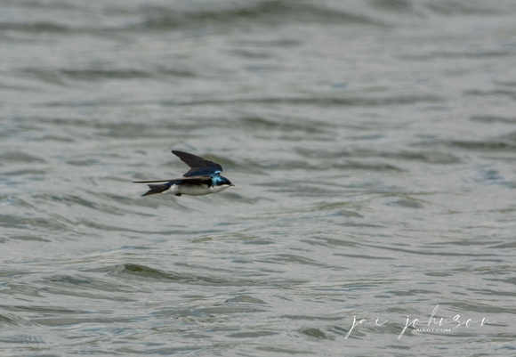 Tree Swallow Flying Over Water 121920162021