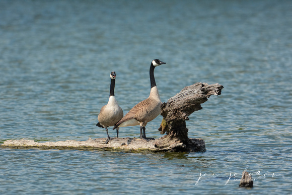 Canadian Geese Stranded On Log In Water 121920162356