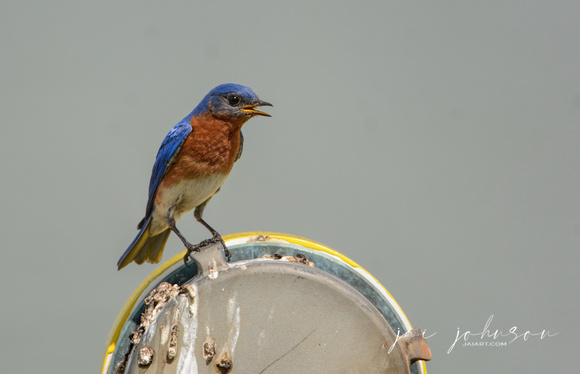 Male Bluebird 121920162015