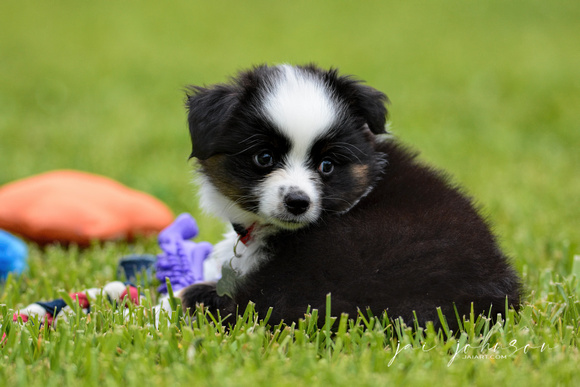 Miniature Australian Shepherd Puppy 121920166043