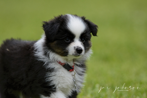 Miniature Australian Shepherd Puppy 121920166072