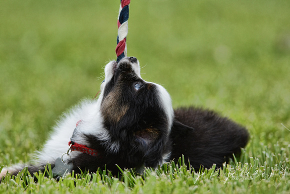 Miniature Australian Shepherd Puppy 121920166138