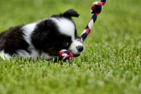 Miniature Australian Shepherd Puppy 121920166156