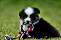 Miniature Australian Shepherd Puppy 121920166311