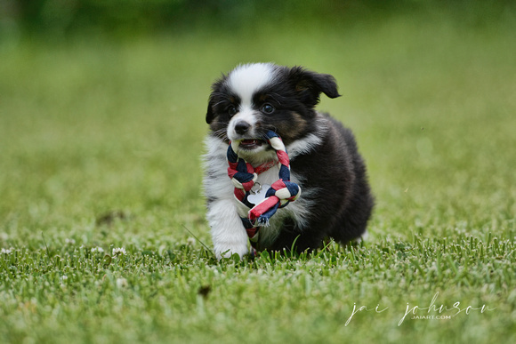 Miniature Australian Shepherd Puppy 121920166347