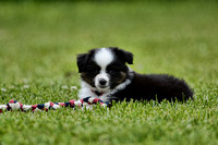 Miniature Australian Shepherd Puppy 121920166381