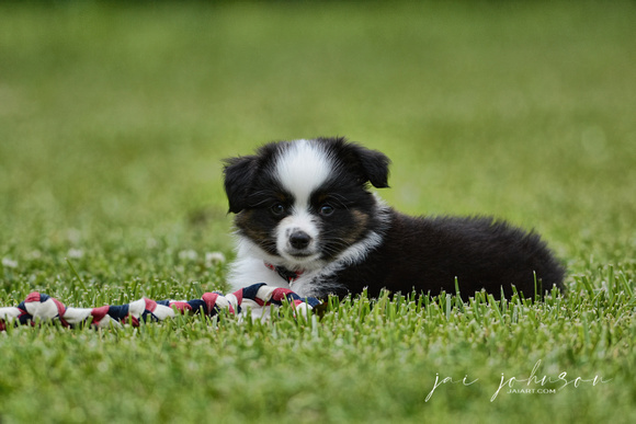 Miniature Australian Shepherd Puppy 121920166381