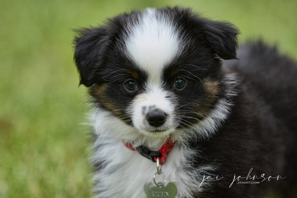 Miniature Australian Shepherd Puppy 121920166492