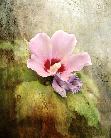 Romantic Hibiscus Flower - Floral