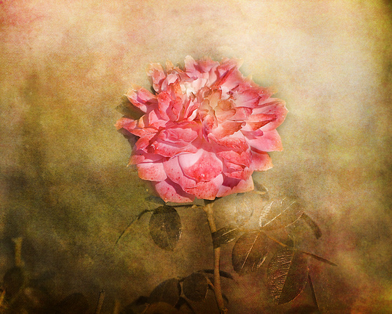 October Rose - Floral