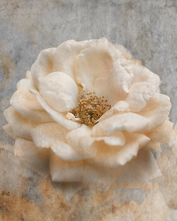 Vintage Rose I - Floral