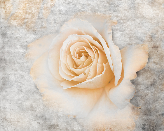 Vintage Rose II - Floral