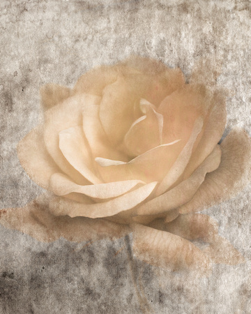 Vintage Rose III - Floral