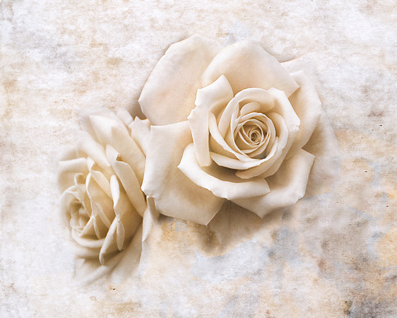 Vintage Rose IV - Floral