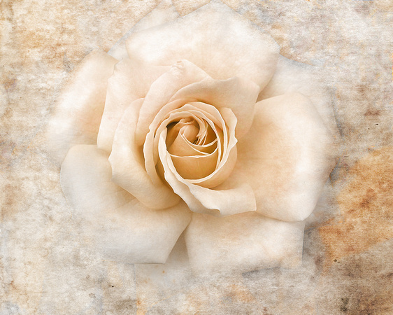 Vintage Rose V - Floral