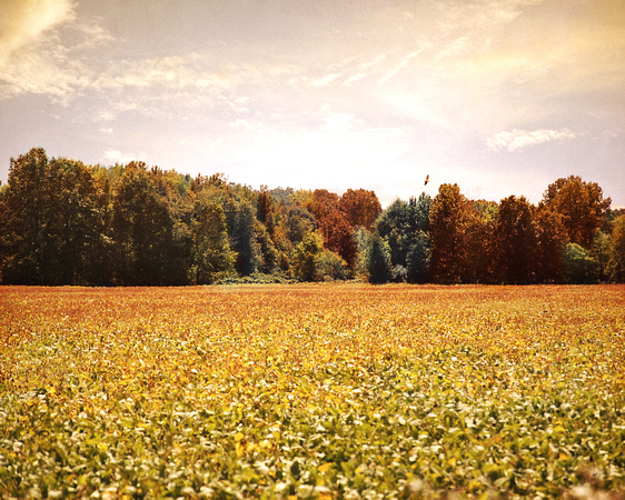Early Autumn Harvest Landscape