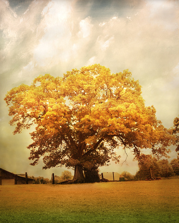 Tree of Joy Gold - Fall Landscape
