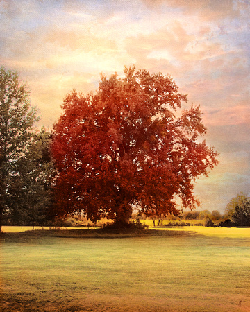The Healing Tree Orange Tree - Fall Landscape