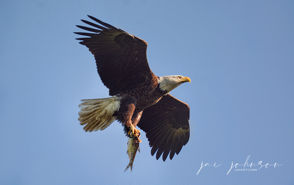 Bald Eagle With Fish 885905032015