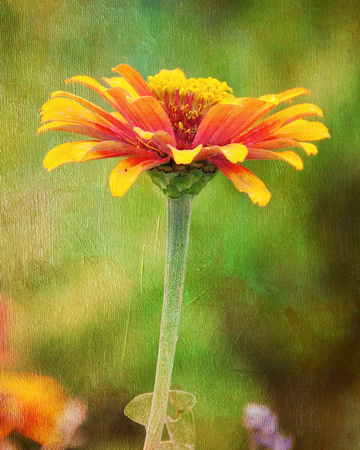 A Single Bloom, Color