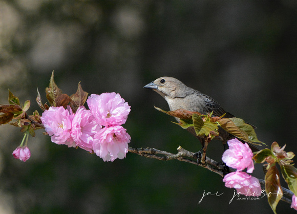 Female Cowbird On Cherry Blossom Branch 051620152604