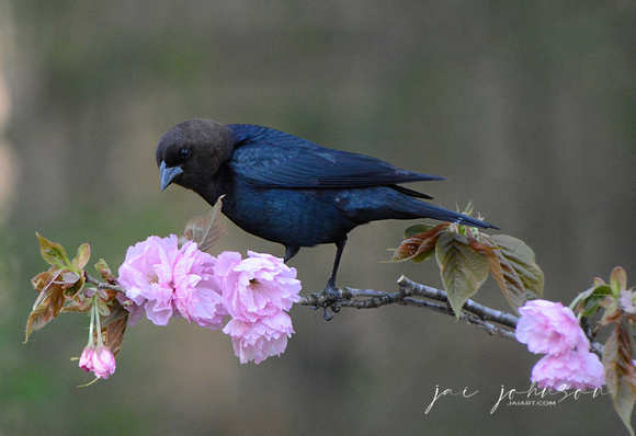 Male Cowbird and Cherry Blossoms 051620152669