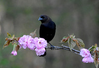 Male Cowbird On A Cherry Blossom Branch 051620152660