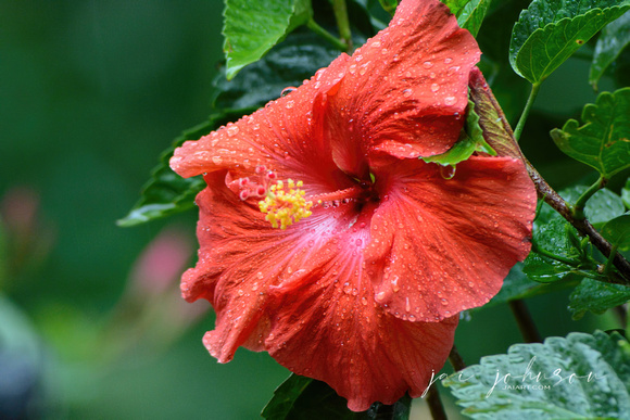 Red Hibiscus Flower With Raindrops 052120152015