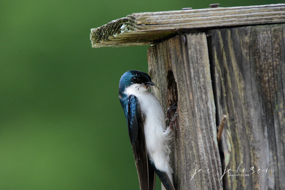 Tree Swallow With Bug At Nesting Box 052120152307