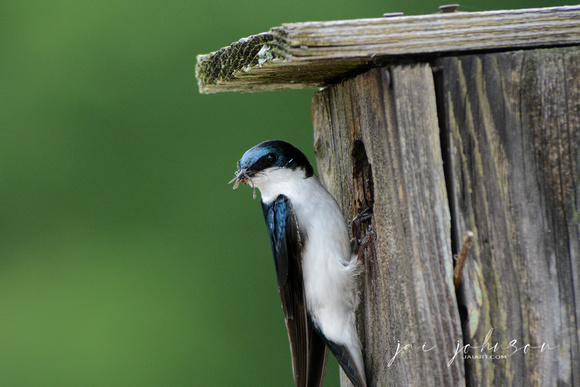 Tree Swallow With Bug At Nesting Box 052120152309