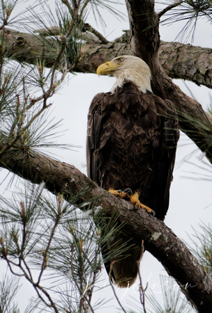 Female Adult Bald Eagle In Shiloh Tennessee 052120152481