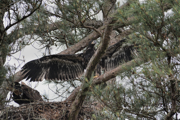 Juvenile Bald Eagle Chick At The Nest In Shiloh Tennessee 052120152467