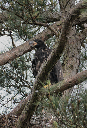 Juvenile Bald Eagle Chick In Shiloh Tennessee 052120152480