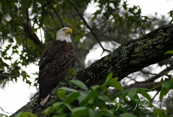 Male Bald Eagle in Shiloh Tennessee 052120152445