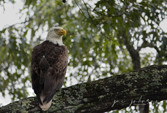 Male Bald Eagle In Shiloh Tennessee 052120152456