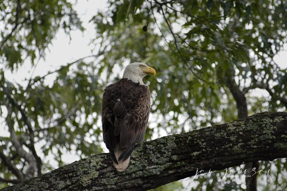 Male Bald Eagle In Shiloh Tennessee 052120152460