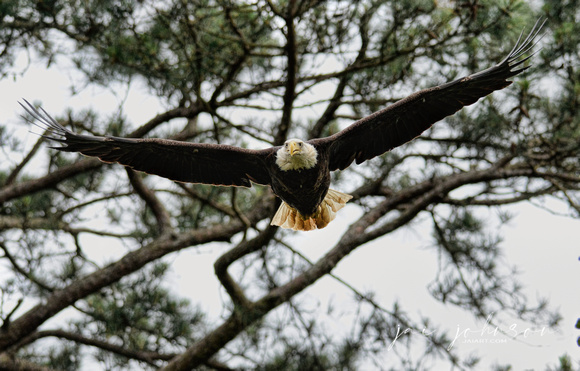 Bald Eagle Flying Out Of Tree Shiloh Tennessee 052120152561