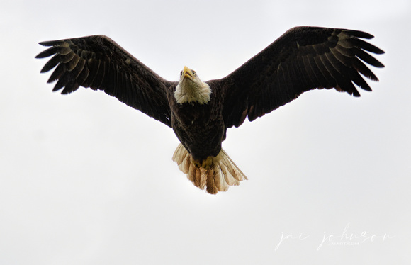 Bald Eagle In Flight Shiloh Tennessee 052120152564