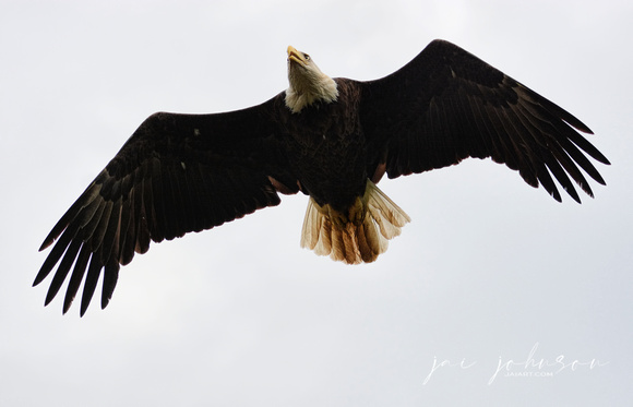 Bald Eagle In Flight Shiloh Tennessee 052120152565
