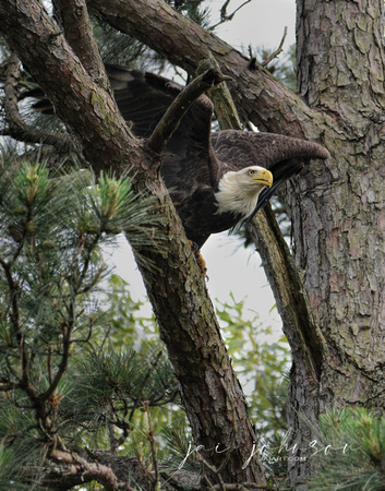 Bald Eagle Preparing For Take Of Shiloh Tennessee 052120152547