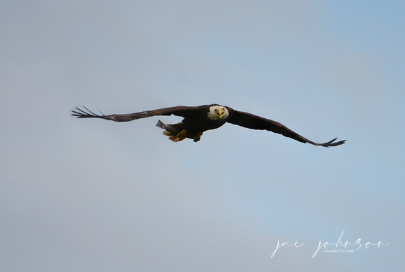 Bald Eagle Flying In With Fish Shiloh Tennessee 052120152676
