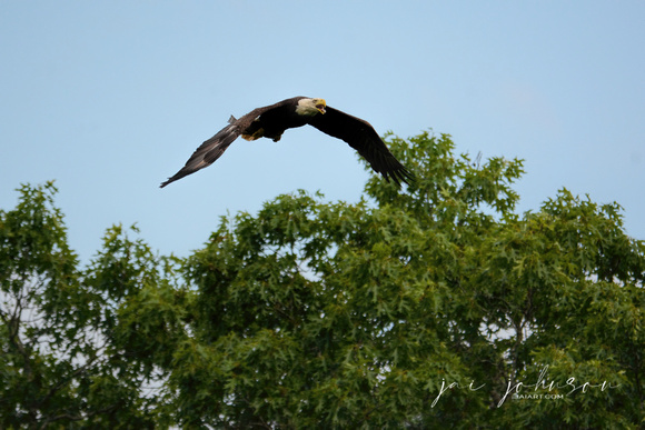 Bald Eagle Flying Over Trees With Fish Shiloh Tennessee 052120152681