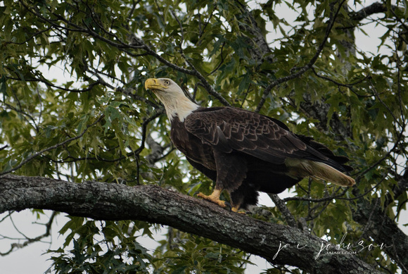 Bald Eagle On A Branch Shiloh Tennessee 052120152755