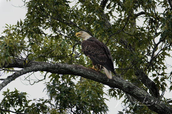 Bald Eagle On A Branch Shiloh Tennessee 052120152759