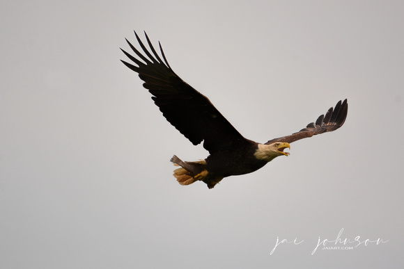 Bald Eagle With Fish 052120152699