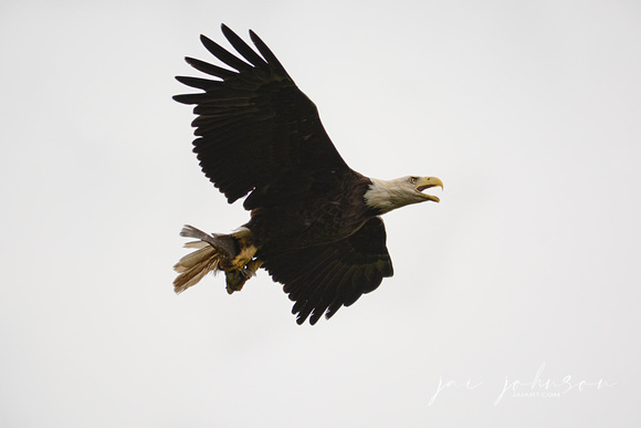 Bald Eagle With Fish On White Sky Shiloh Tennessee 052120152716