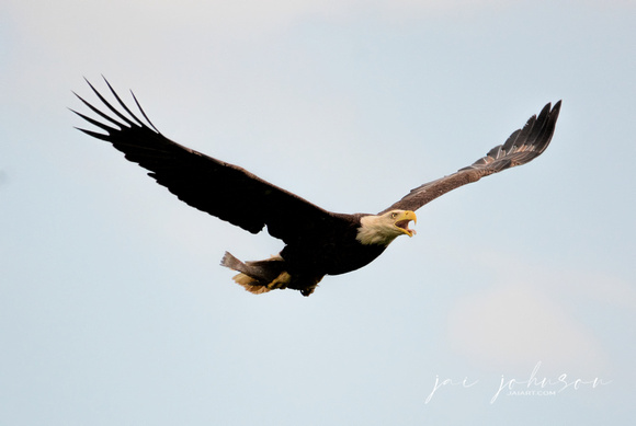 Bald Eagle With Fish Shiloh Tennessee 052120152690
