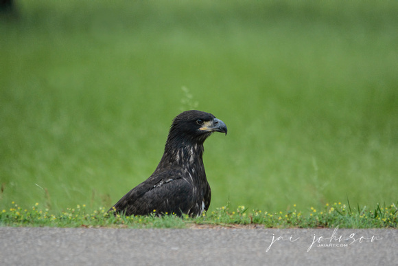 Juvenile Eagle By The Road Shiloh Tennessee 052120152868